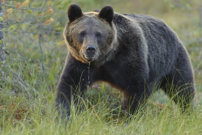 Björnar i försommarens taiga. Fotoresa med Wild Nature fotoresor. Foto: Henrik Karlsson