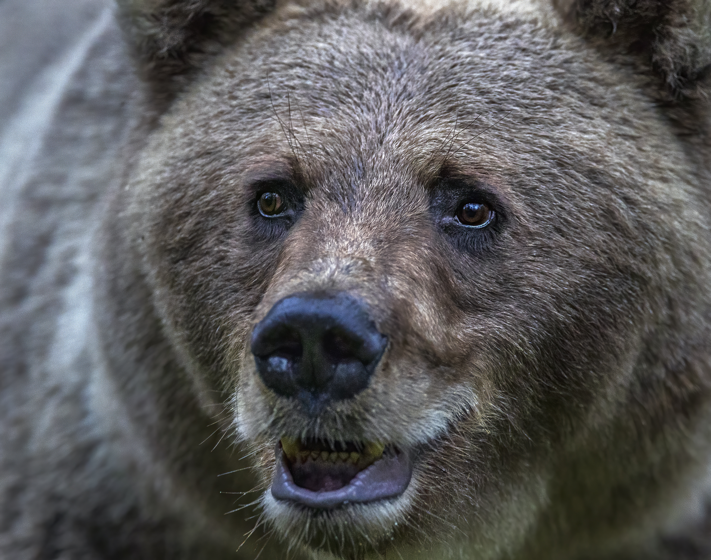 Björnar i försommarens taiga. Fotoresa med Wild Nature fotoresor. Foto: Jan Gyllensten
