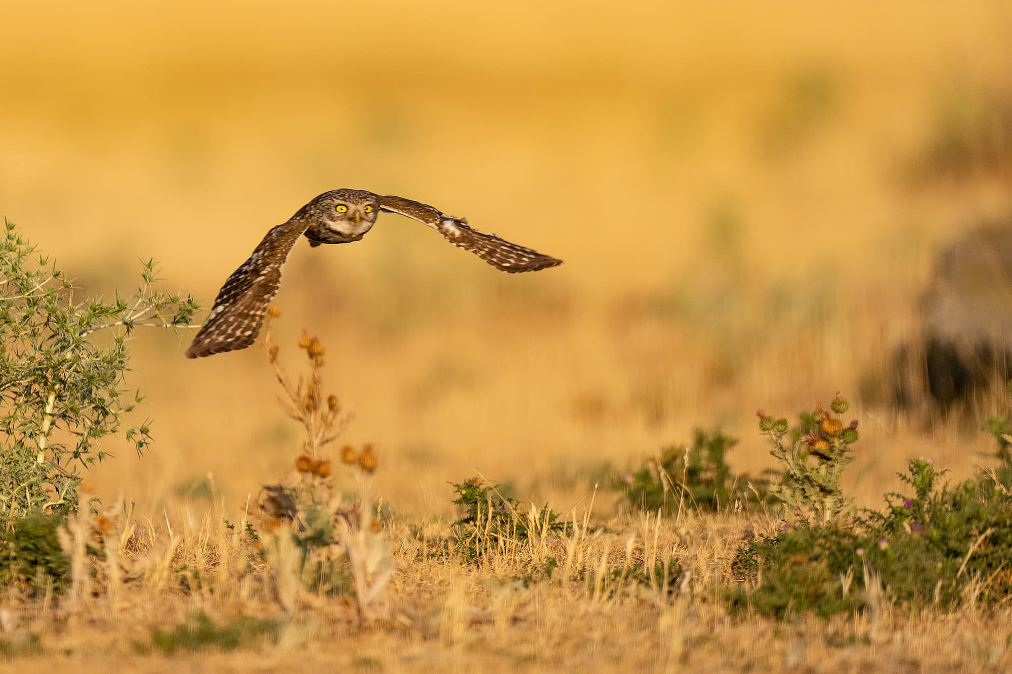 Färgstarka fåglar på pusztan - Ungern. Fotoresa med Wild Nature fotoresor. Foto Magnus Martinsson