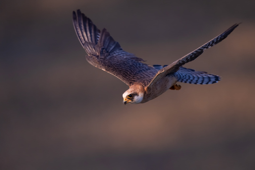 Färgstarka fåglar på pusztan - Ungern. Fotoresa med Wild Nature fotoresor. Foto Magnus Martinsson