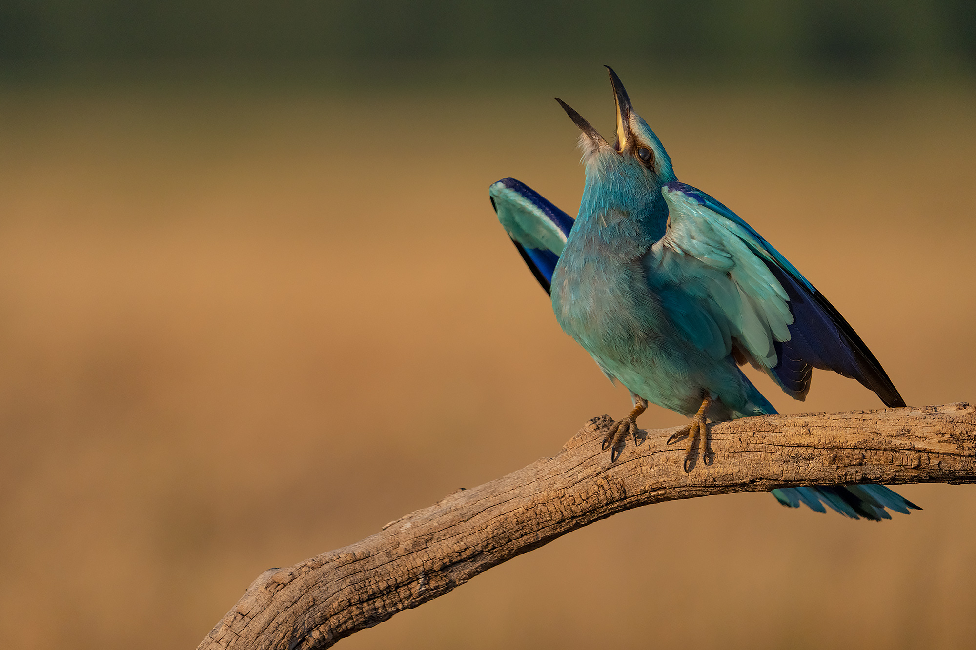 Färgstarka fåglar på pusztan - Ungern. Fotoresa med Wild Nature fotoresor. Foto Magnus Martinsson