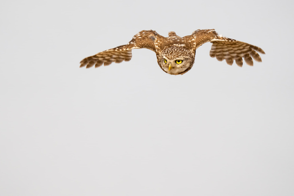 Färgstarka fåglar på pusztan - Ungern. Fotoresa med Wild Nature fotoresor. Foto Magnus Martinsson