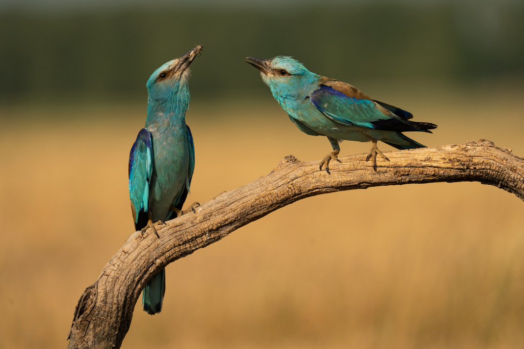 Färgstarka fåglar på pusztan - Ungern. Fotoresa med Wild Nature fotoresor. Foto Magnus Martinsson