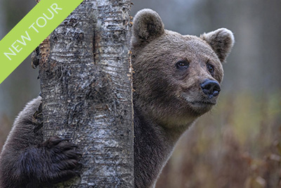 Photo tour Bears and wolverines in autumn colored taiga birch forest, Finland . Photo tour Wild Nature Photo Adventures. Photo Jan Gyllensten