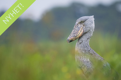 Mabambas träskonäbbar - Uganda. Fotoresa med Wild Nature fotoresor. Foto Henrik Karlsson