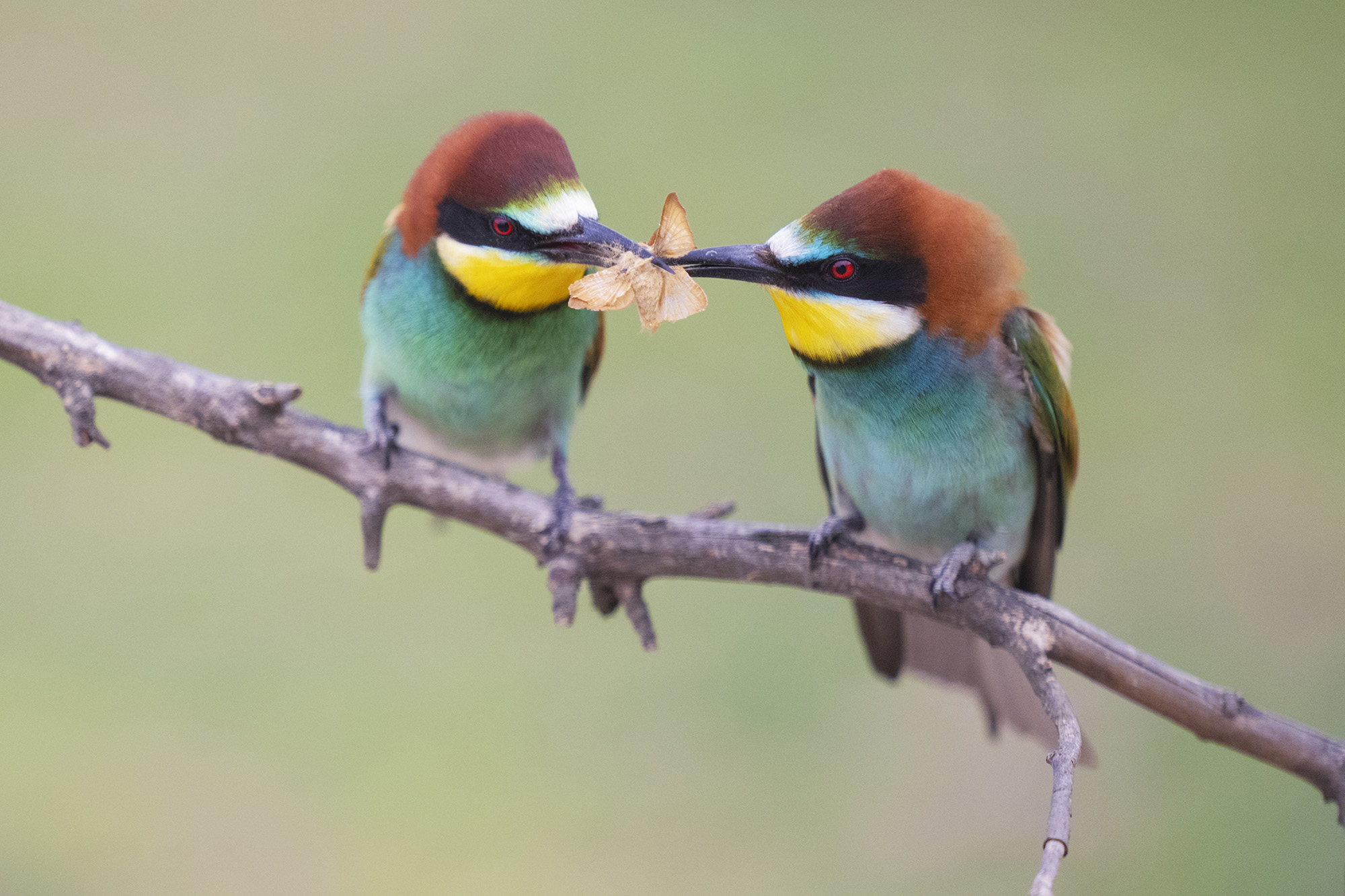 Färgstarka fåglar på pusztan - Ungern. Fotoresa med Wild Nature fotoresor. Foto Staffan Widstrand