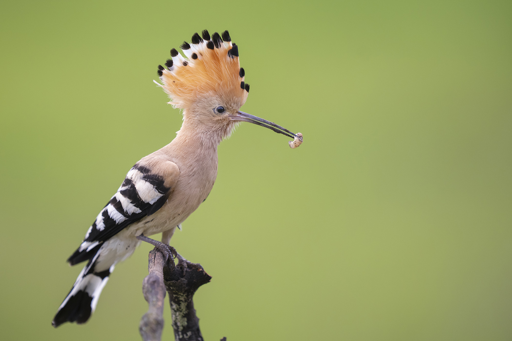 Färgstarka fåglar på pusztan - Ungern. Fotoresa med Wild Nature fotoresor. Foto Staffan Widstrand