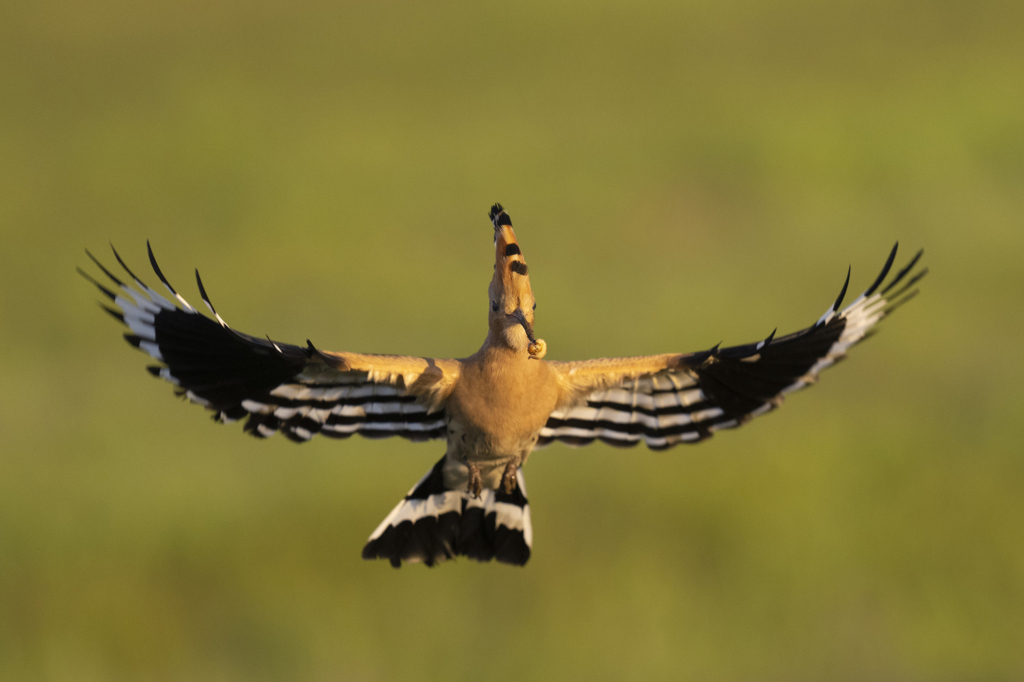 Färgstarka fåglar på pusztan - Ungern. Fotoresa med Wild Nature fotoresor. Foto Staffan Widstrand