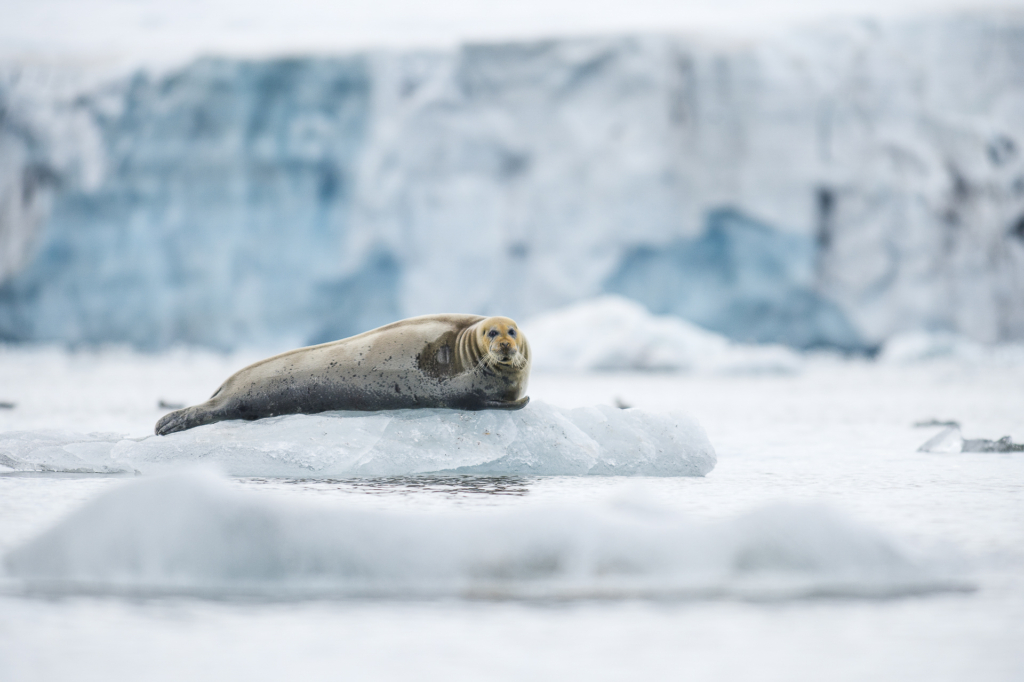 Fotoexpedition till isbjörnens rike, Svalbard. Fotoresa med Wild Nature fotoresor. Foto Frida Hermansson