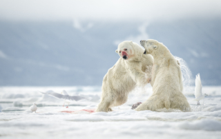 Fotoexpedition till isbjörnens rike, Svalbard. Fotoresa med Wild Nature fotoresor. Foto Frida Hermansson