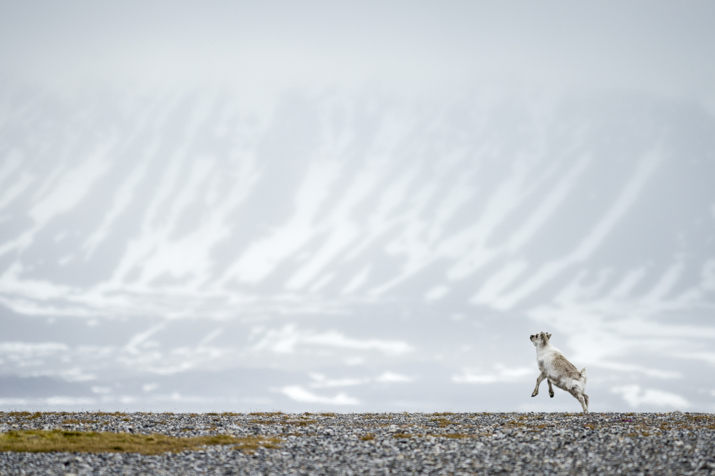 Fotoexpedition till isbjörnens rike, Svalbard. Fotoresa med Wild Nature fotoresor. Foto Frida Hermansson