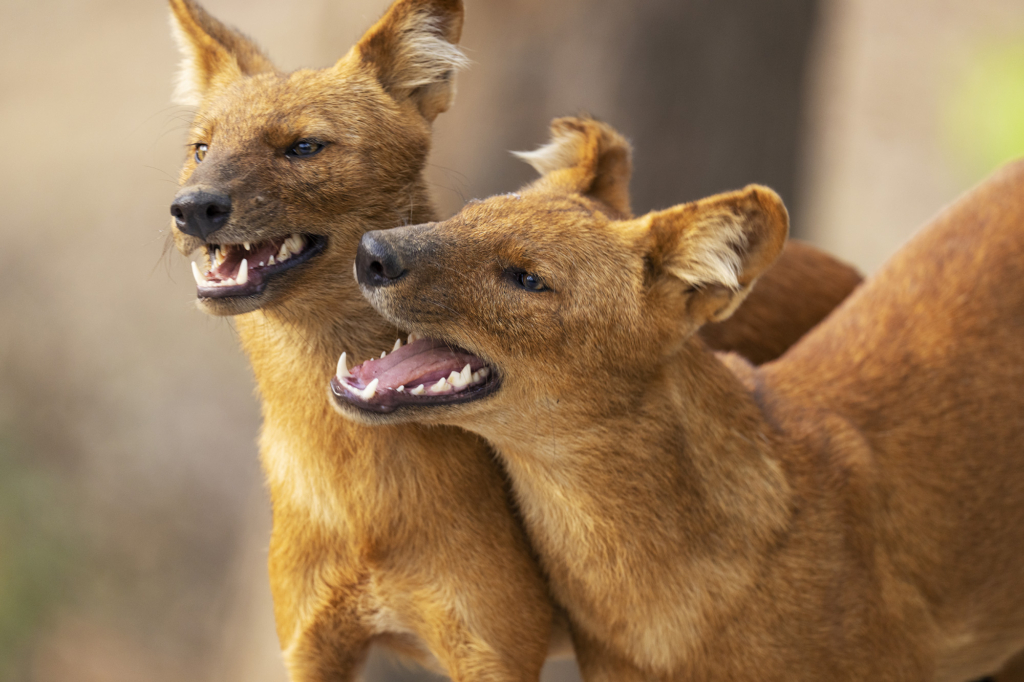 dhole, Sydindien, Indien, fotoresa, Wild Nature fotoresor