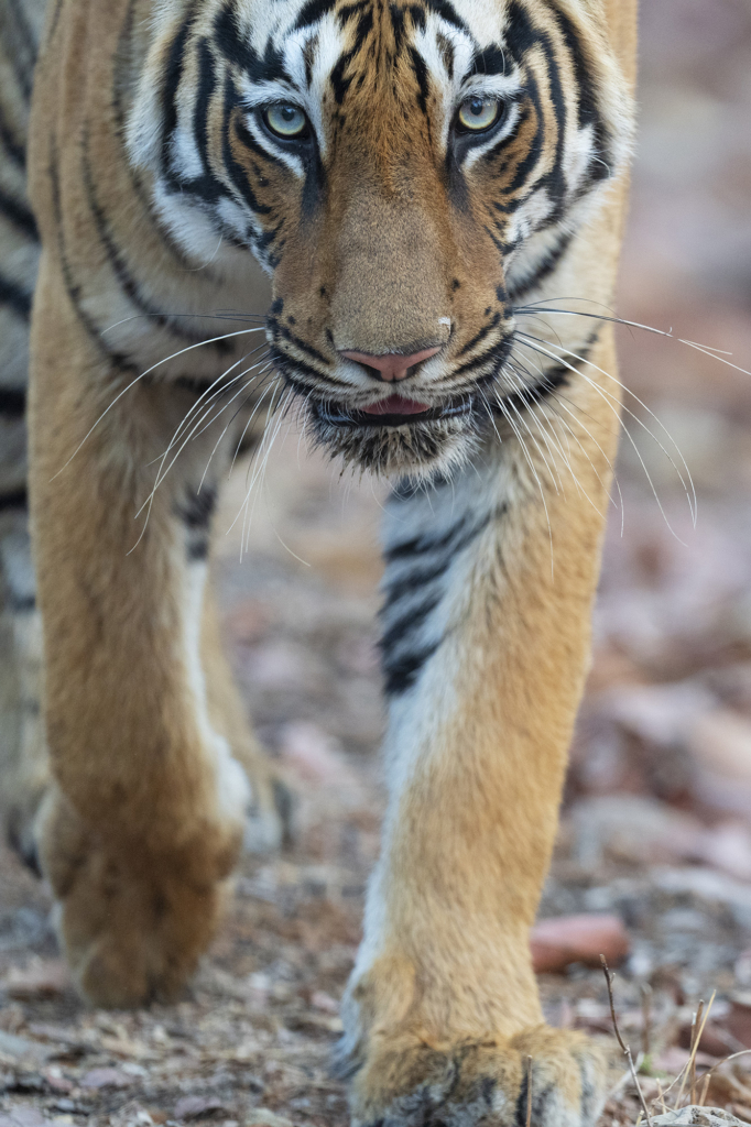 tiger, Sydindien, Indien, fotoresa, Wild Nature fotoresor