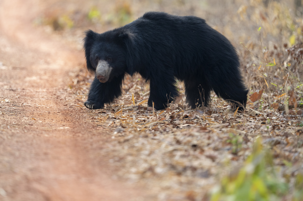 läppbjörn, Sydindien, Indien, fotoresa, Wild Nature fotoresor
