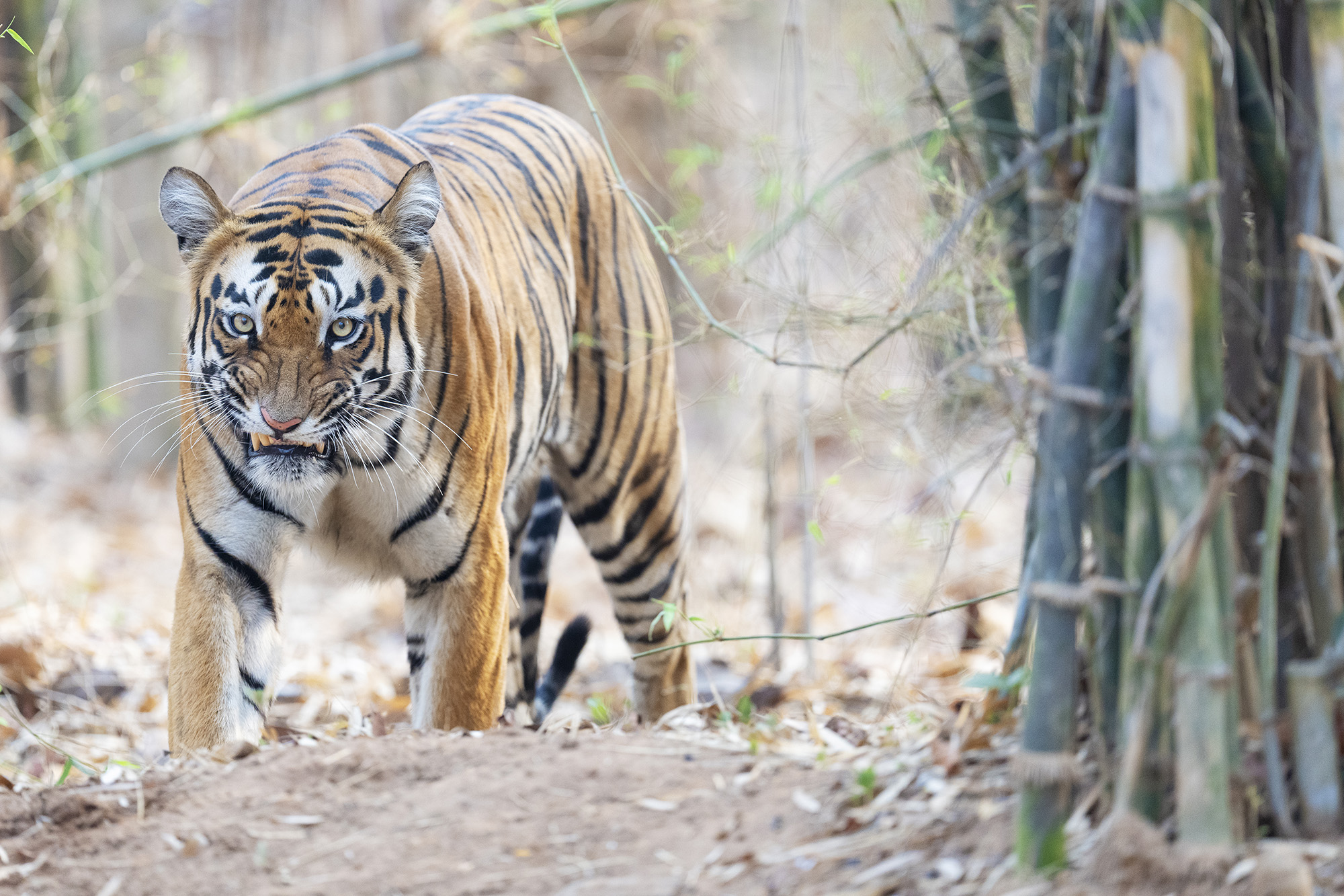 tiger, Sydindien, Indien, fotoresa, Wild Nature fotoresor