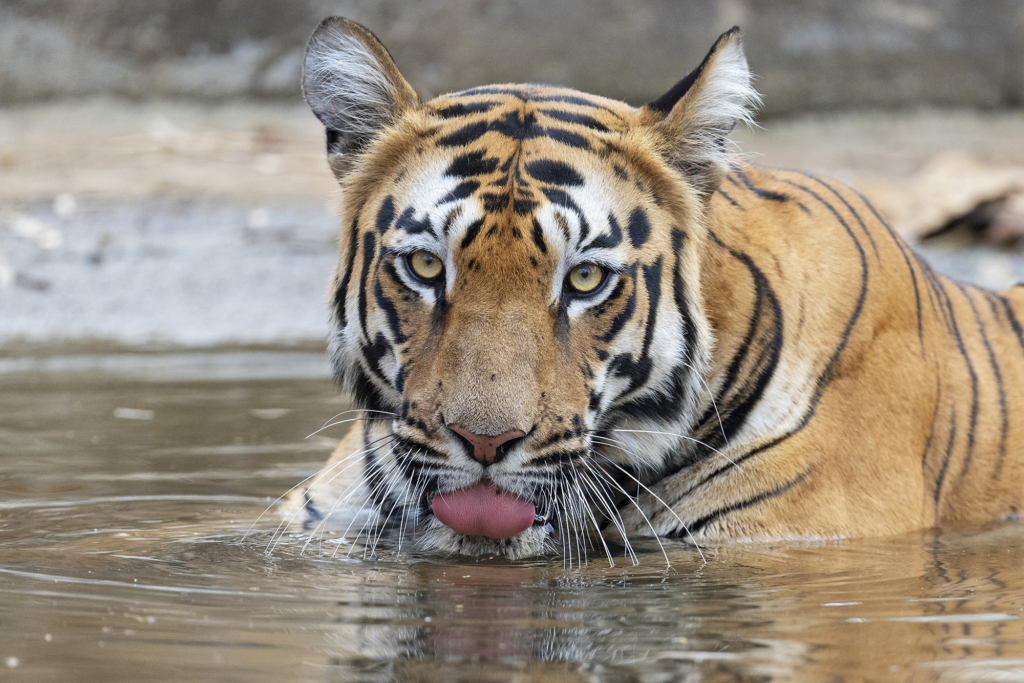 tiger, Sydindien, Indien, fotoresa, Wild Nature fotoresor