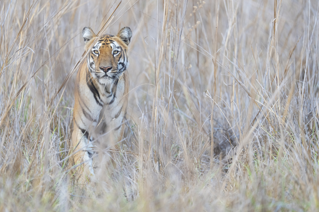 tiger, Sydindien, Indien, fotoresa, Wild Nature fotoresor