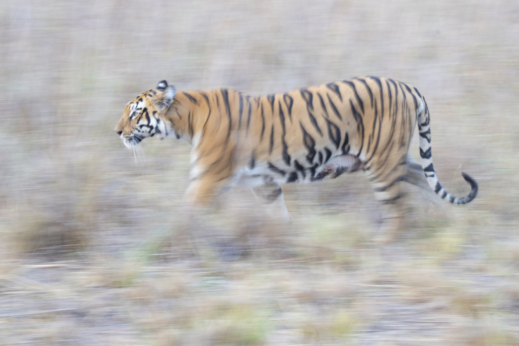 tiger, Sydindien, Indien, fotoresa, Wild Nature fotoresor