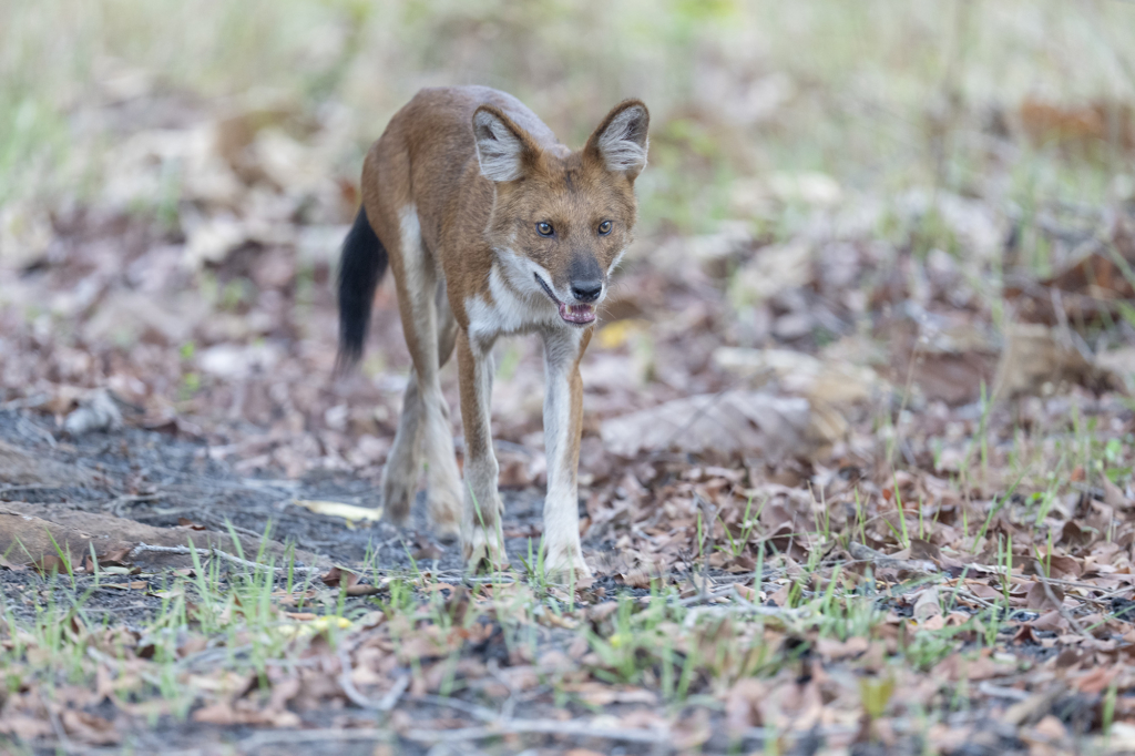 dhole, Sydindien, Indien, fotoresa, Wild Nature fotoresor