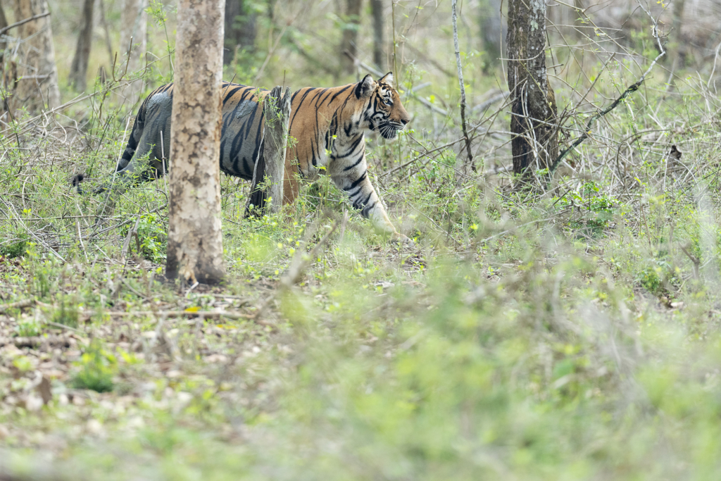 tiger, Sydindien, Indien, fotoresa, Wild Nature fotoresor