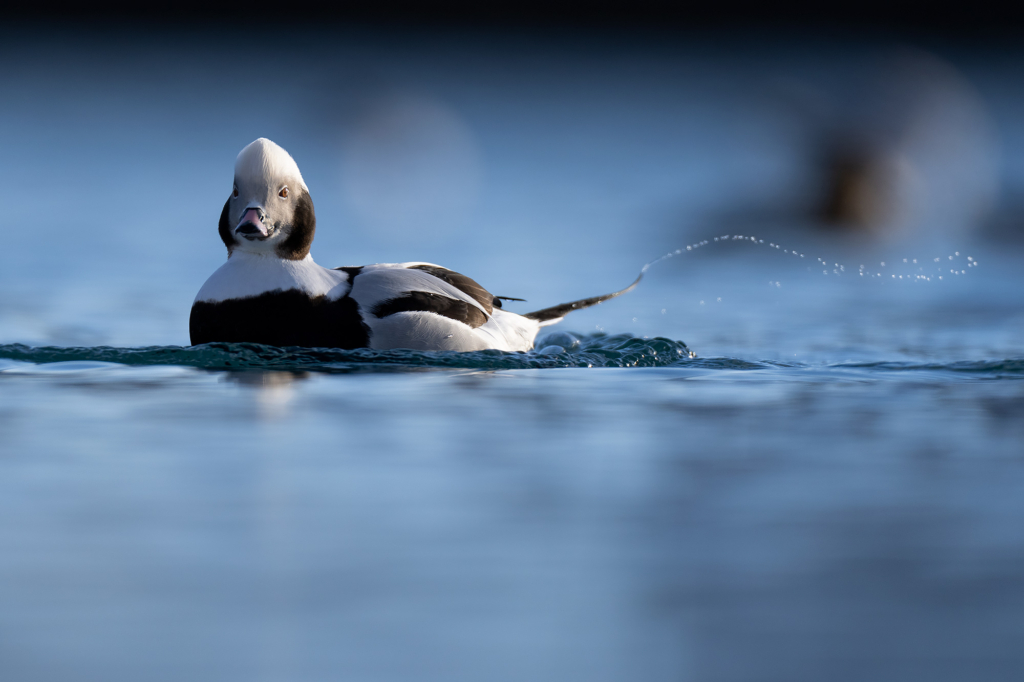 Arktisk vårvinterfågelfest i Varanger, Norge. Fotoresa med Wild Nature fotoresor. Foto Magnus Martinsson