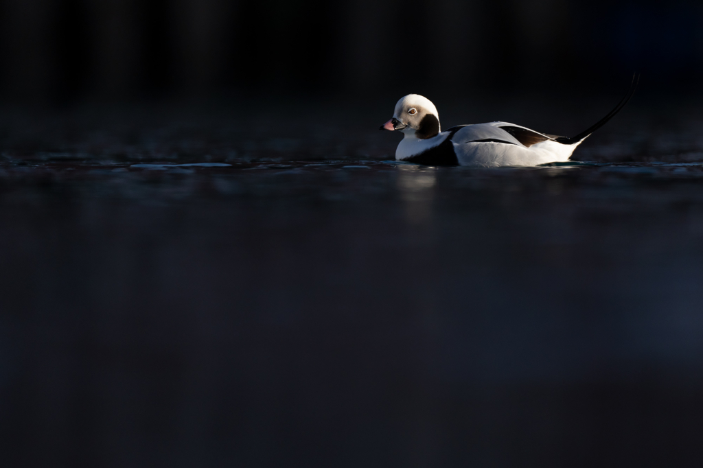 Arktisk vårvinterfågelfest i Varanger, Norge. Fotoresa med Wild Nature fotoresor. Foto Magnus Martinsson