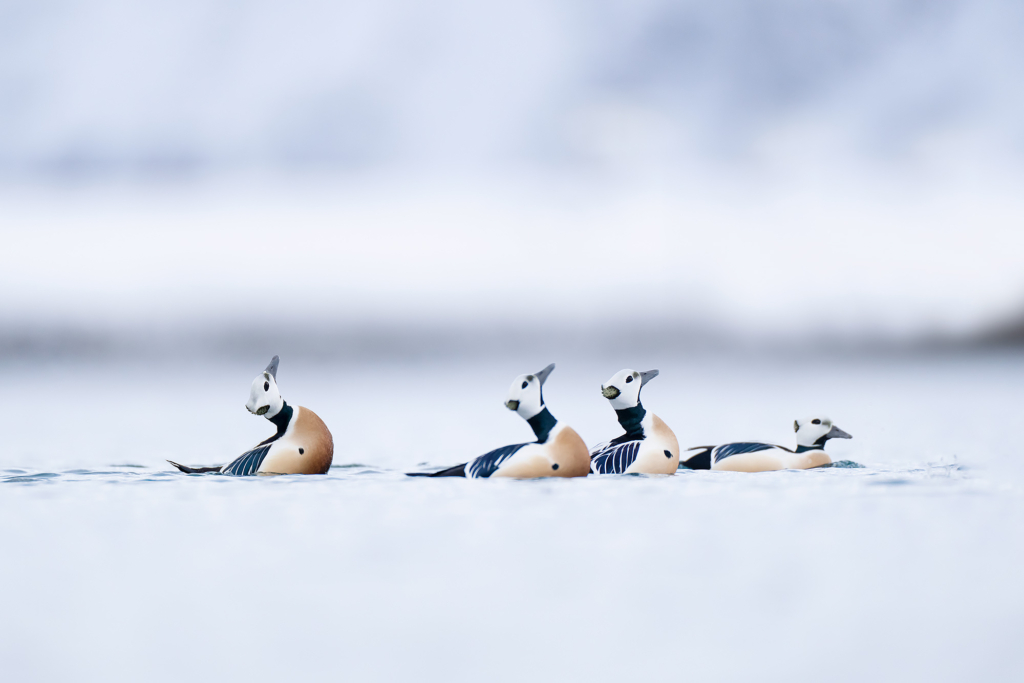 Arktisk vårvinterfågelfest i Varanger, Norge. Fotoresa med Wild Nature fotoresor. Foto Magnus Martinsson