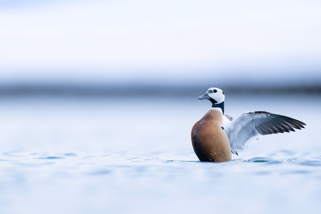 Arktisk vårvinterfågelfest i Varanger, Norge. Fotoresa med Wild Nature fotoresor. Foto Magnus Martinsson