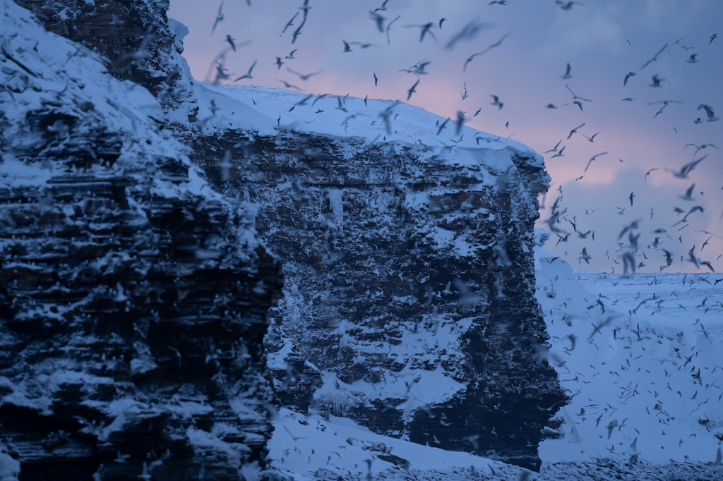 Arktisk vårvinterfågelfest i Varanger, Norge. Fotoresa med Wild Nature fotoresor. Foto Magnus Martinsson