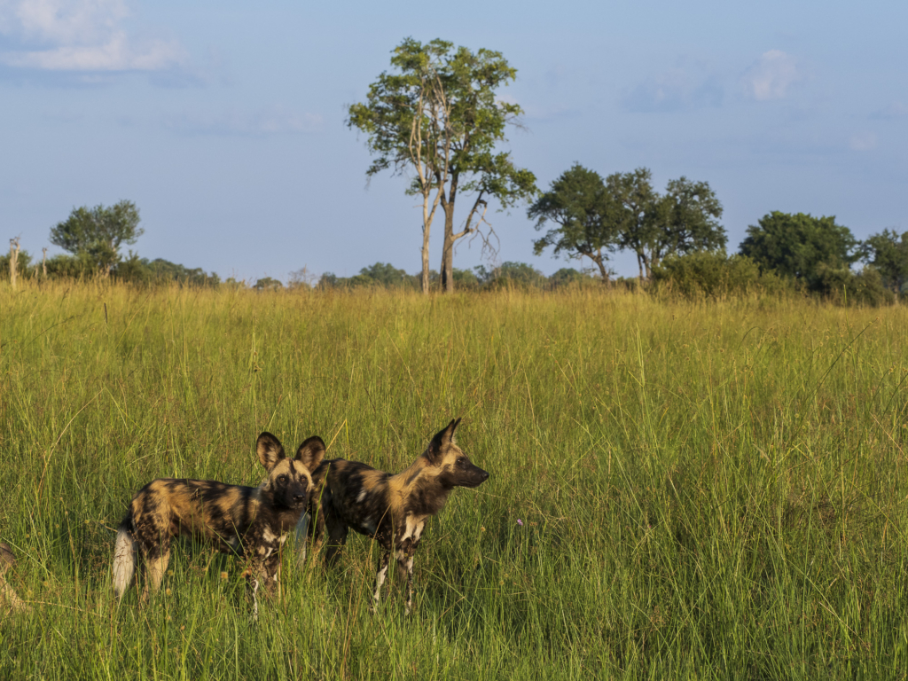 Emerald season i Okavangodeltat och Chobe floden, Botswana. Fotoresa med Wild Nature fotoresor. Foto: Henrik Karlsson