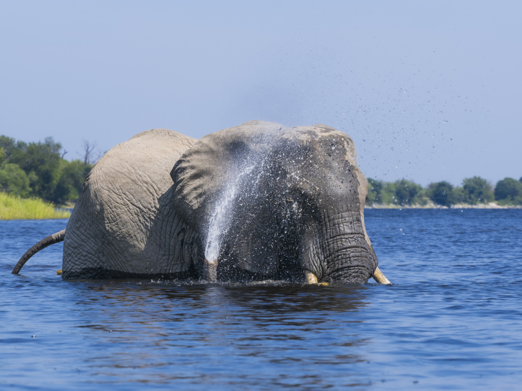 Emerald season i Okavangodeltat och Chobe floden, Botswana. Fotoresa med Wild Nature fotoresor. Foto: Henrik Karlsson