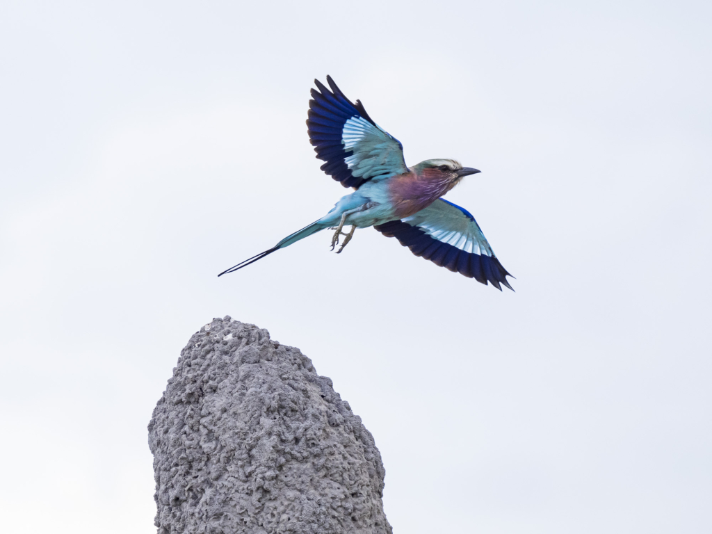 Emerald season i Okavangodeltat och Chobe floden, Botswana. Fotoresa med Wild Nature fotoresor. Foto: Henrik Karlsson