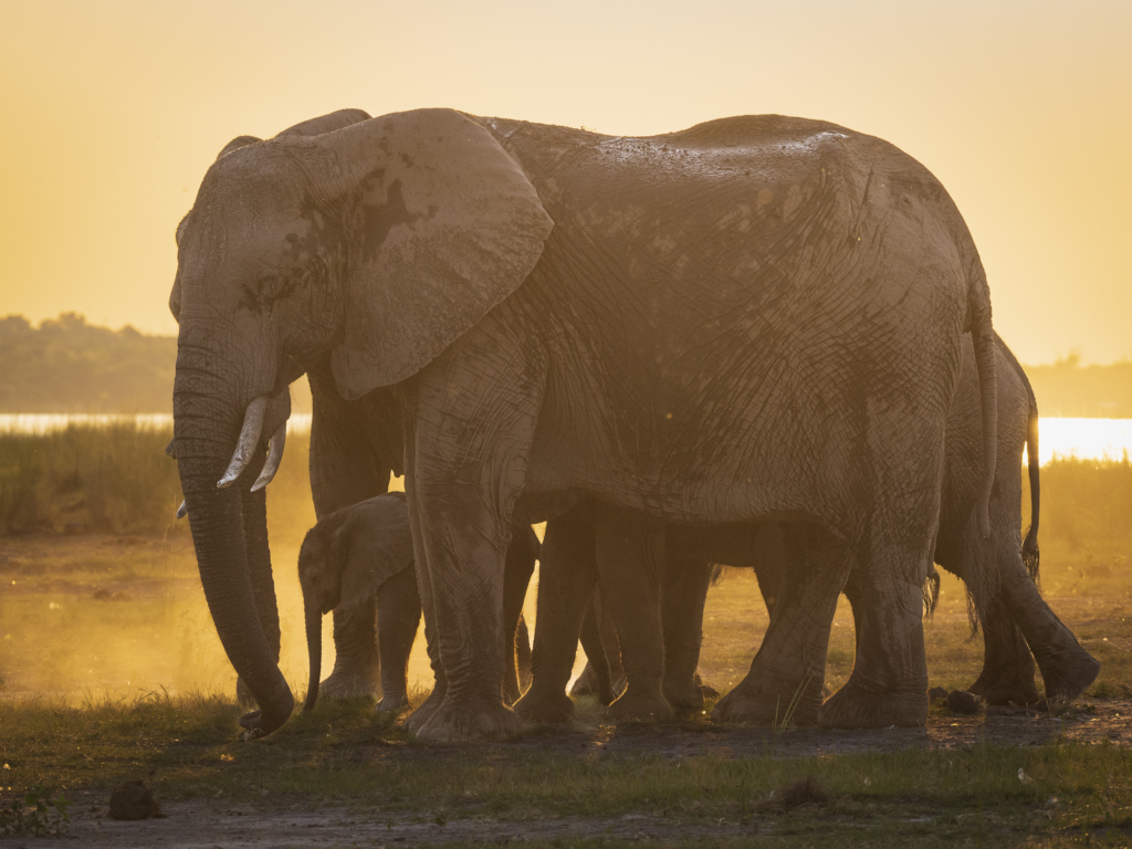 Emerald season i Okavangodeltat och Chobe floden, Botswana. Fotoresa med Wild Nature fotoresor. Foto: Henrik Karlsson