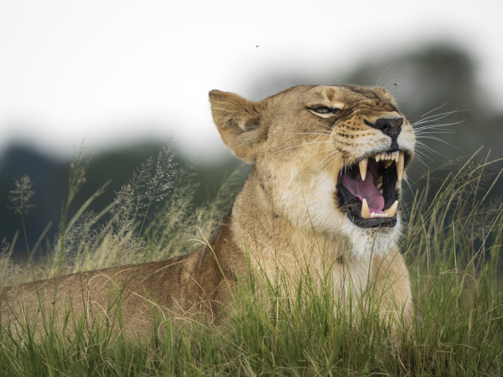 Emerald season i Okavangodeltat och Chobe floden, Botswana. Fotoresa med Wild Nature fotoresor. Foto: Henrik Karlsson