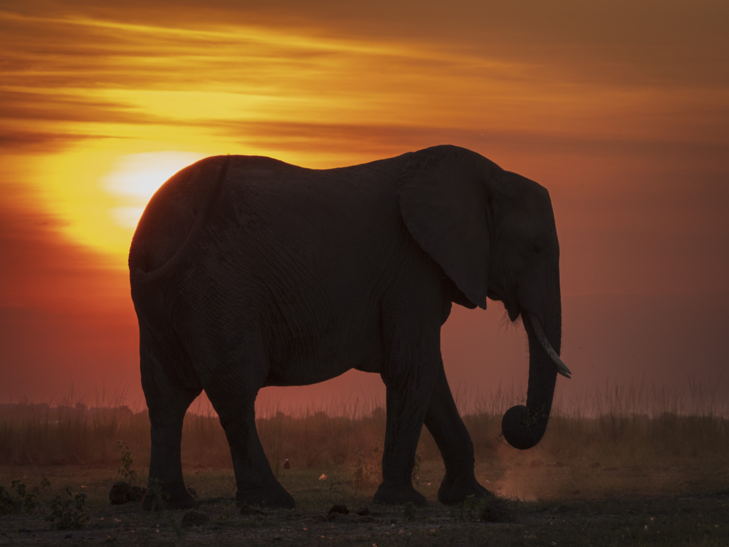 Emerald season i Okavangodeltat och Chobe floden, Botswana. Fotoresa med Wild Nature fotoresor. Foto: Henrik Karlsson