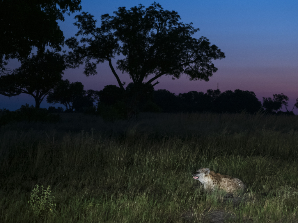 Emerald season i Okavangodeltat och Chobe floden, Botswana. Fotoresa med Wild Nature fotoresor. Foto: Henrik Karlsson