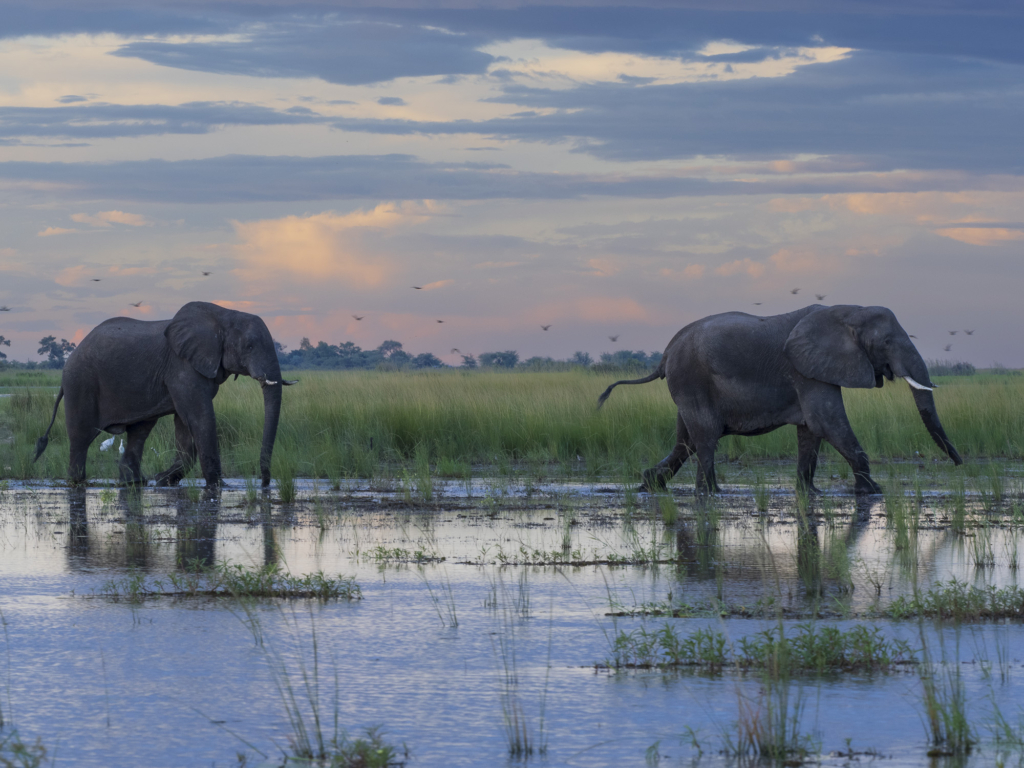 Emerald season i Okavangodeltat och Chobe floden, Botswana. Fotoresa med Wild Nature fotoresor. Foto: Henrik Karlsson