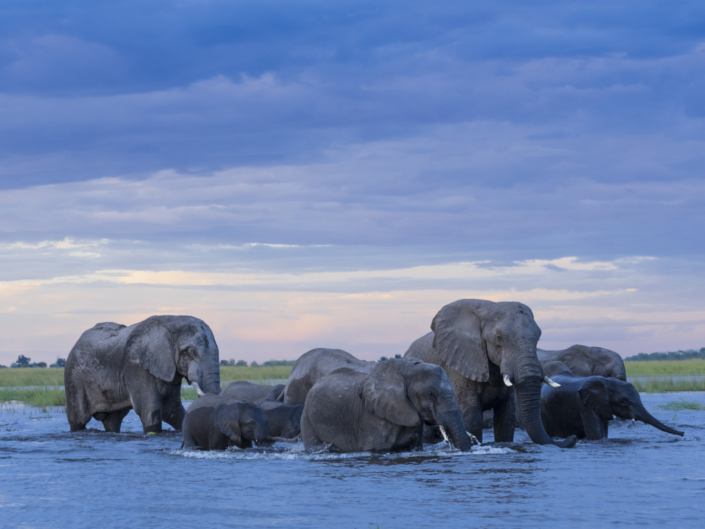 Emerald season i Okavangodeltat och Chobe floden, Botswana. Fotoresa med Wild Nature fotoresor. Foto: Henrik Karlsson