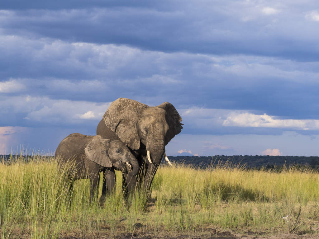 Emerald season i Okavangodeltat och Chobe floden, Botswana. Fotoresa med Wild Nature fotoresor. Foto: Henrik Karlsson