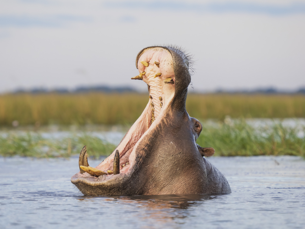 Emerald season i Okavangodeltat och Chobe floden, Botswana. Fotoresa med Wild Nature fotoresor. Foto: Henrik Karlsson