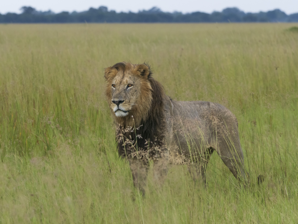 Emerald season i Okavangodeltat och Chobe floden, Botswana. Fotoresa med Wild Nature fotoresor. Foto: Henrik Karlsson