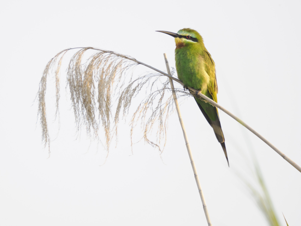 Emerald season i Okavangodeltat och Chobe floden, Botswana. Fotoresa med Wild Nature fotoresor. Foto: Henrik Karlsson