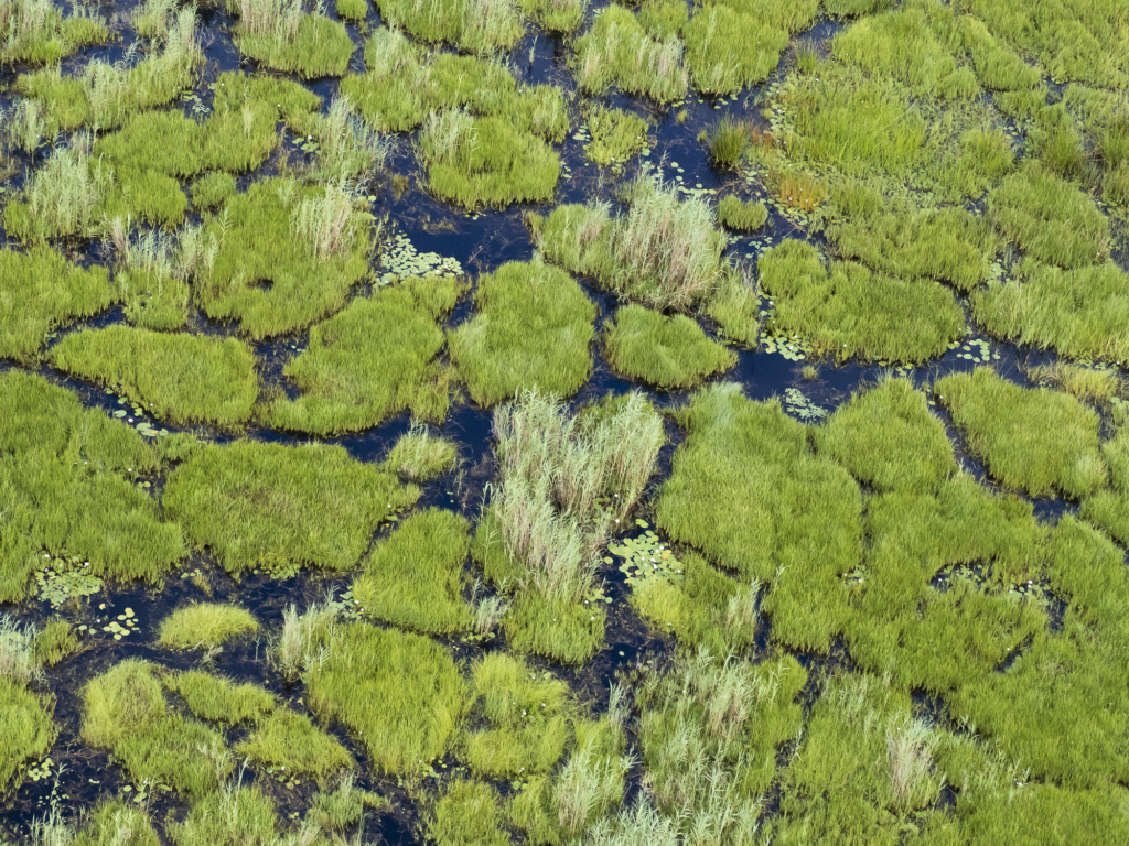 Emerald season i Okavangodeltat och Chobe floden, Botswana. Fotoresa med Wild Nature fotoresor. Foto: Henrik Karlsson
