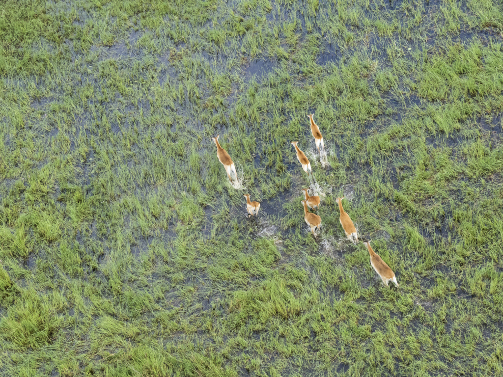 Emerald season i Okavangodeltat och Chobe floden, Botswana. Fotoresa med Wild Nature fotoresor. Foto: Henrik Karlsson