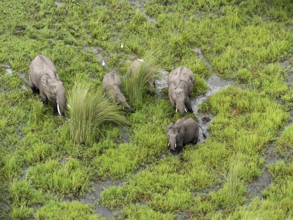 Emerald season i Okavangodeltat och Chobe floden, Botswana. Fotoresa med Wild Nature fotoresor. Foto: Henrik Karlsson