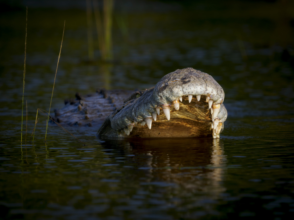 Emerald season i Okavangodeltat och Chobe floden, Botswana. Fotoresa med Wild Nature fotoresor. Foto: Henrik Karlsson