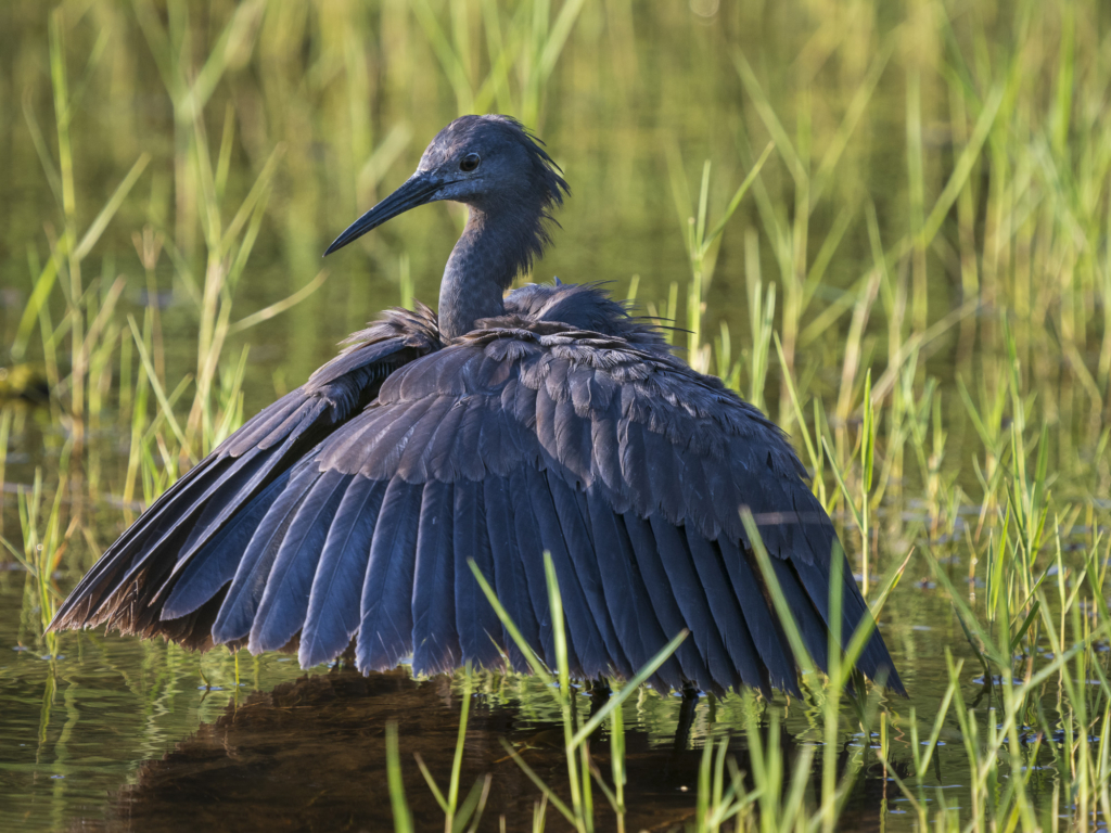 Emerald season i Okavangodeltat och Chobe floden, Botswana. Fotoresa med Wild Nature fotoresor. Foto: Henrik Karlsson