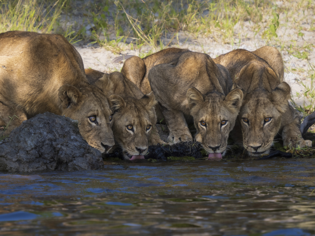 Emerald season i Okavangodeltat och Chobe floden, Botswana. Fotoresa med Wild Nature fotoresor. Foto: Henrik Karlsson