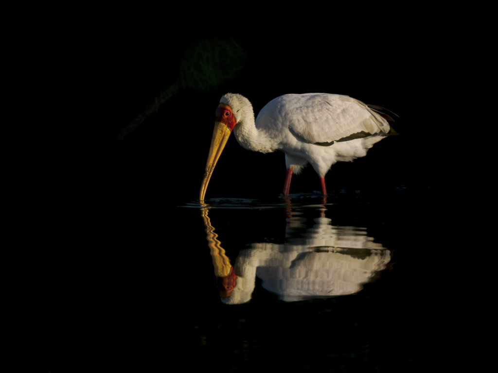 Emerald season i Okavangodeltat och Chobe floden, Botswana. Fotoresa med Wild Nature fotoresor. Foto: Henrik Karlsson