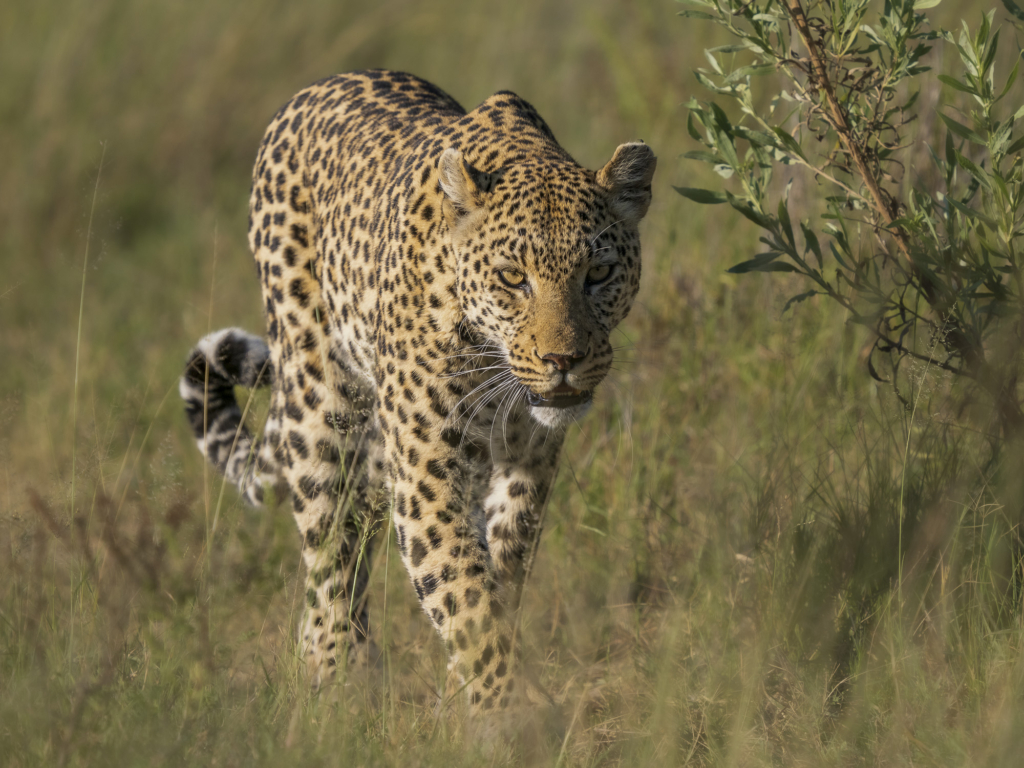 Emerald season i Okavangodeltat och Chobe floden, Botswana. Fotoresa med Wild Nature fotoresor. Foto: Henrik Karlsson